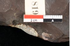 Foto (Detailsansicht) von Plantae indet. (NHMW-GEO-2024-0188-0819a)
